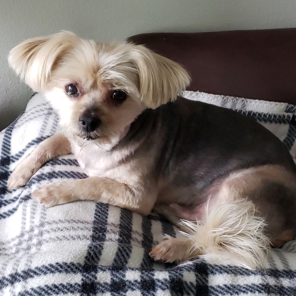 Meet your Posher, Patty - Picture 3 of 4